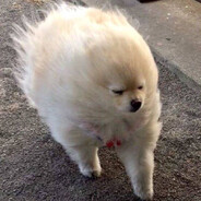 파자마