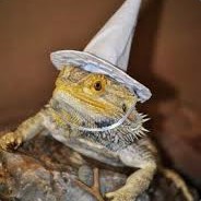 The Lizard Wizard