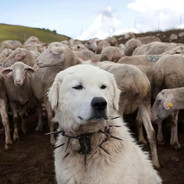 -minority - steam id 76561199549382208