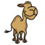 Camel_CMN