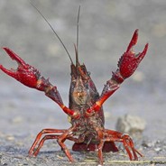 CrazyCrayfish avatar