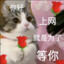 托托（大美女版）