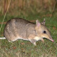 burubugah
