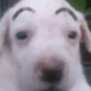 schmippy