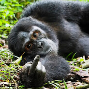 noobmonkey