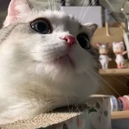 牛逼