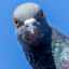 Pigeon