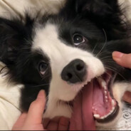 马枪的卡米pro max