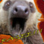 Angry_Sloth