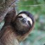 Killer Sloth