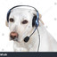 LuckyDog33