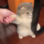 昶态
