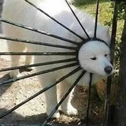 PetThatDoge