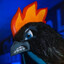 EL GALLO NEGRO