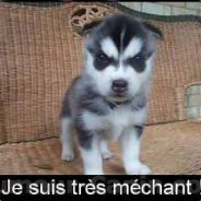 Wardog***A.T.R***