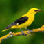 GrandGoldenOriole