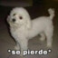 perro gueon