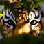 Tiger_Miger