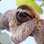 Communal Sloth