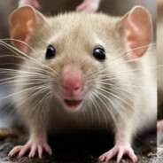 蟹堡餐厅海绵宝宝