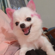 重庆唯一的纯爱