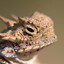 horny toad