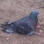 Lil_pigeon