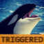 The Angry Killerwhale