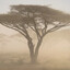 Dusty Tree