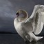 a swan