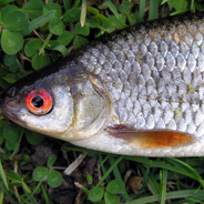 Rutilus Rutilus