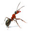 Ant