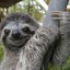 Sloths_