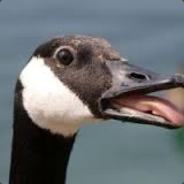 Canadian_Force*Z - steam id 76561197965581035