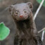mongoose&#039;s reaction