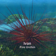 Ivan Fire Urchin