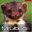 MrGibon