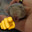 Rat