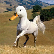 berki666 CSGOEmpire.com