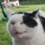 catn1p