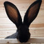 The Nefarious Rabbit