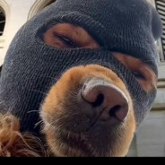 无糖全麦五仁夹心吐司