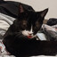 meow