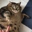 Mr Chonks