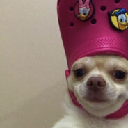 Русский_Национал