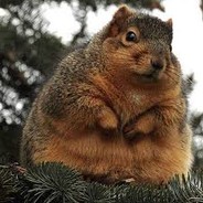 ChubbySquirrel