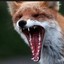 RAbid.Anti-FOX