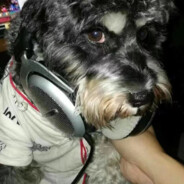 汪星球女神彭多多