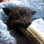 BatNana