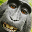 Barones